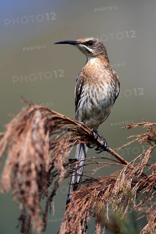 Cape Honeybird (Promerops cafer), adult, male, perch, Kirstenbosch Botanical Gardens, Cape Town, South Africa, Africa