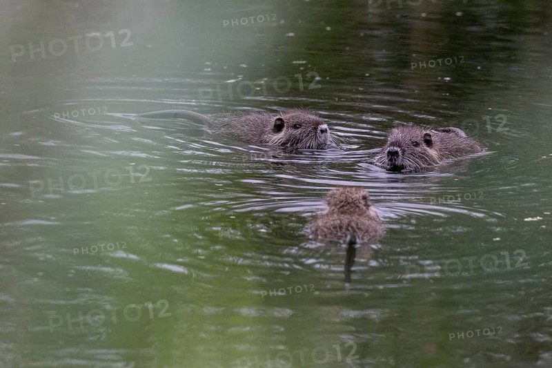 Nutrias (Myocastor coypus), Baden-Württemberg, Germany, Europe
