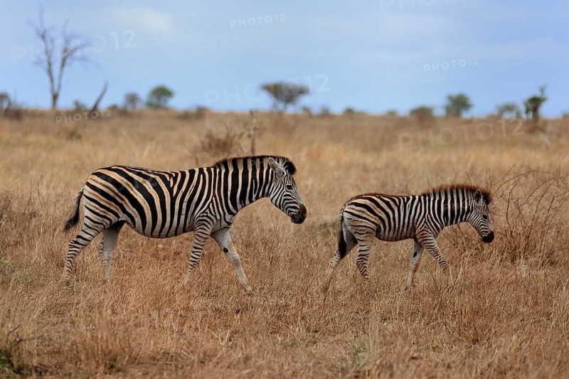 Burchell's zebra (Equus quagga burchelli), Burchell's zebra, adult, female, mother with young, two animals, foraging, Kruger National Park, Kruger National Park, Kruger National Park South Africa