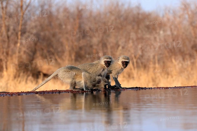 Vervet Monkey (Chlorocebus pygerythrus), adult, three animals, group, drinking, at the water, Kruger National Park, Kruger National Park, Kruger National Park South Africa