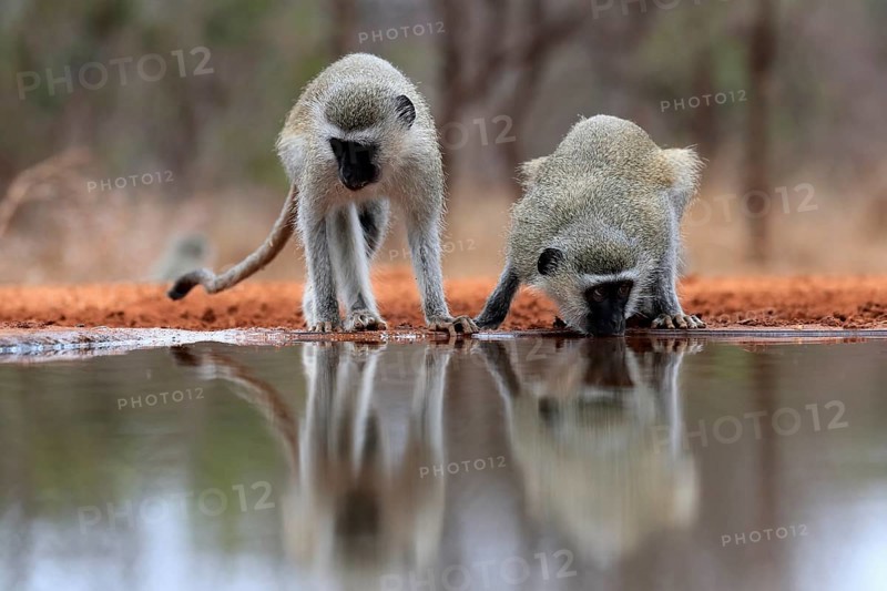 Vervet Monkey (Chlorocebus pygerythrus), adult, two animals, drinking, at the water, Kruger National Park, Kruger National Park, Kruger National Park South Africa