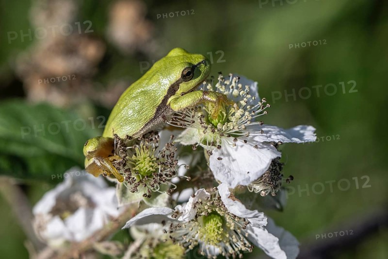 Tree frog (Hyla arborea), Lower Saxony, Germany, Europe