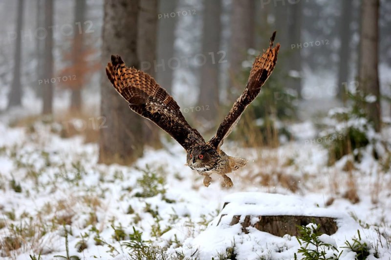 Eurasian Eagle-owl (Bubo bubo), adult flying in winter, in the snow, Zdarske Vrchy, Bohemian-Moravian Highlands, Czech Republic, Europe