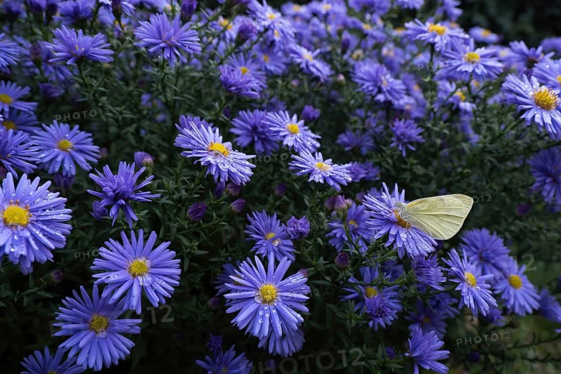 A Small white (Pieris rapae) sitting on the flower of an aster (Aster sp.), surrounded by many flowers, Hesse, Germany, Europe