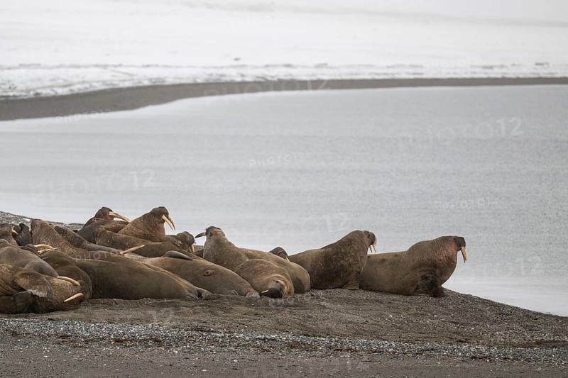 Walrus (Odobenus rosmarus), walrus, wintery headland Ardneset, Svalbard and Jan Mayen archipelago, Norway, Europe