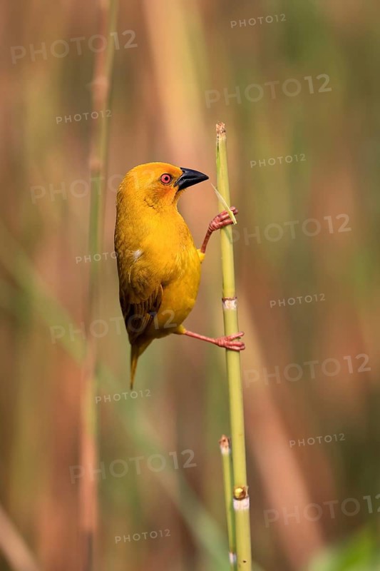 Eastern golden weaver (Ploceus subaureus), adult, male, auto-waiting, alert, preparing nest, Saint Lucia Estuary, Isimangaliso Wetland Park, Kwazulu Natal, South Africa, Africa