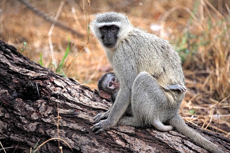 Vervet Monkey (Chlorocebus pygerythrus), adult, female, kitten, tree, Kruger National Park, Kruger National Park, South Africa, Africa