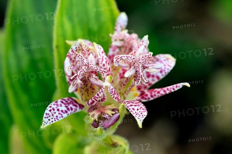 Bristly toad lily (Tricyrtis hirta), flowering, flower, Ellerstadt, Germany, Europe