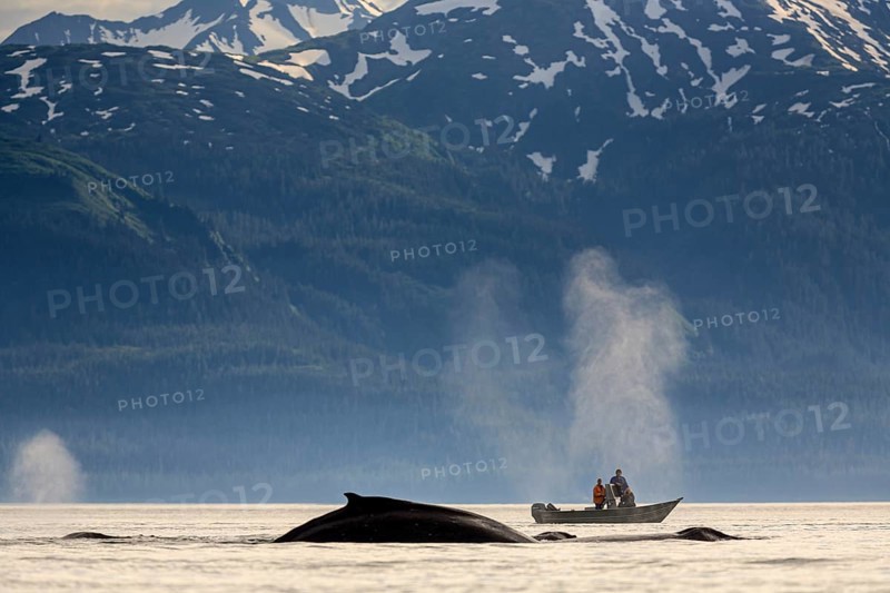 Humpback whale (Megaptera novaeangliae), diving in the sea in front of a small boat, tourists, midday light, Southeast Alaska, Alaska, USA, North America