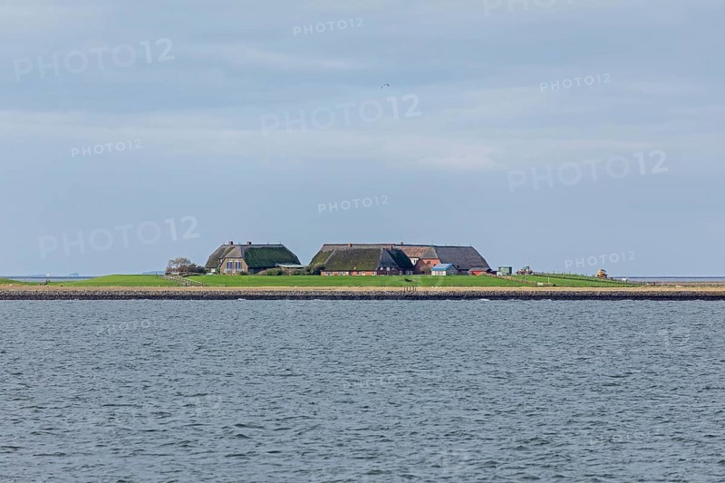 Hallig Gröde, North Frisia, Schleswig-Holstein, Germany, Europe