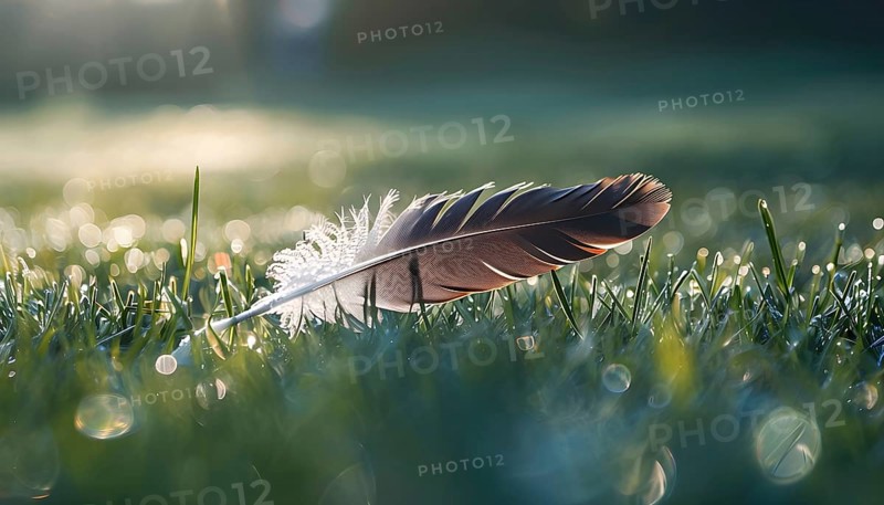 A lone feather resting gently on a dew-covered grassy field, with soft morning light illuminating the delicate details, AI generated