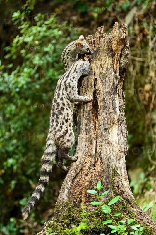 Common genet (Genetta genetta), climbing on a tree wildlife in a forest, Montseny National Park, Catalonia, Spain, Europe