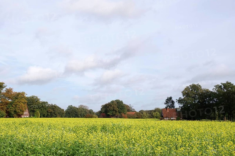 White mustard (Sinapis alba), Landscape, Field, yellow, Autumn, Germany, A field with many yellow flowering mustard plants, Europe