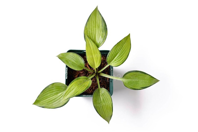 Top view of 'Hosta x tardiana June' plant with lime green leaves with darker edges in plastic flower pot on white background