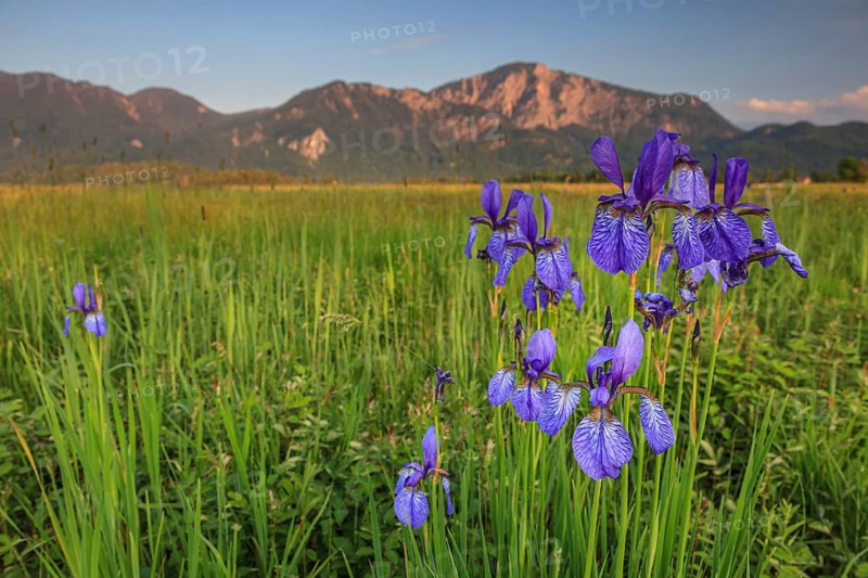 Irises, flowers, evening light, mood, spring, Loisach-Lake Kochel moor, view of Herzogstand, Heimgarten, Alpine foothills, Bavaria, Germany, Europe