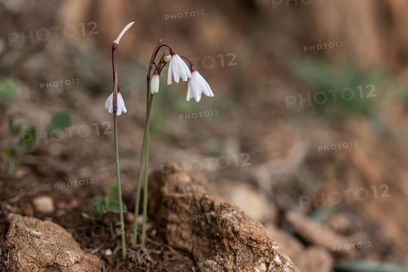 Autumn knot flower (Acis autumnalis), Sicily, Italy, Europe