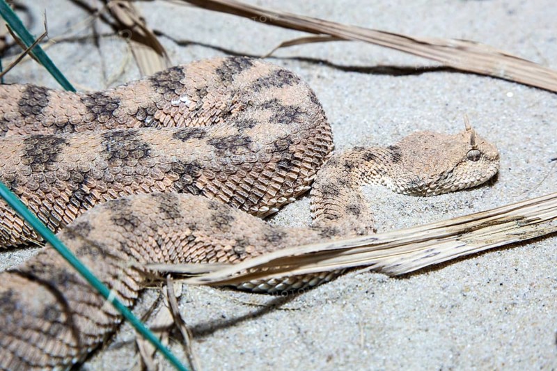 Desert horned viper (Cerastes cerastes), captive, Germany, Europe