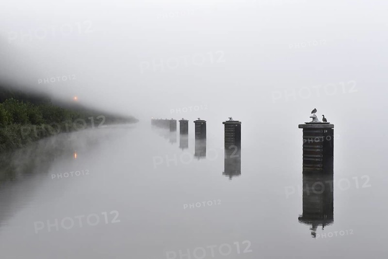 Dolphins in a ship's siding with fog in the Kiel Canal, Kiel Canal, Schleswig-Holstein, Germany, Europe