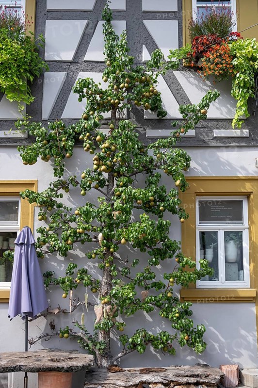 Ripe fruit on a trellis pear (Pyrus) on a residential building, Iphofen, Lower Franconia, Bavaria, Germany, Europe