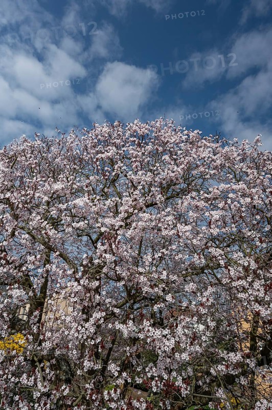 Flowering myrobolane (Prunus cerasifera), Bavaria, Germany, Europe
