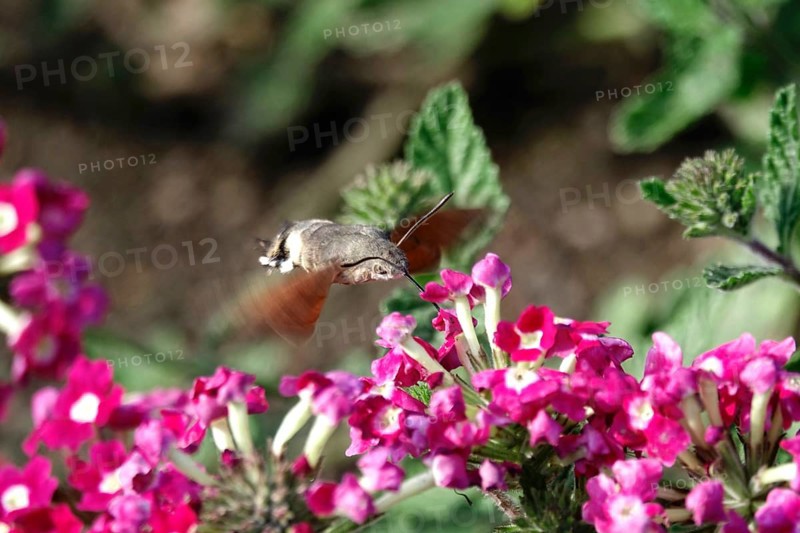 Hummingbird hawk-moth (Macroglossum stellatarum), summer, Saxony, Germany, Europe
