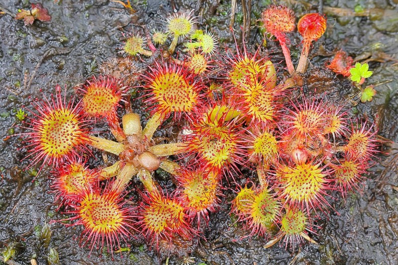 Common sundew (Drosera rotundifolia), complete plant with inflorescence from above, on peat, fully spread out and ready to catch an insect, Aschendorfer Obermoor nature reserve, Wildes Moor, Emsland, Lower Saxony, Germany, Europe