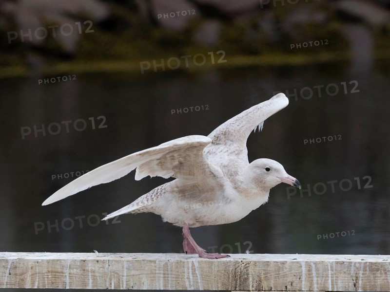 Juvenile Glaucous Gull (Larus hyperboreus), on harbour railing, in fishing harbour Kiberg, May, Varanger Fjord, Norway, Europe