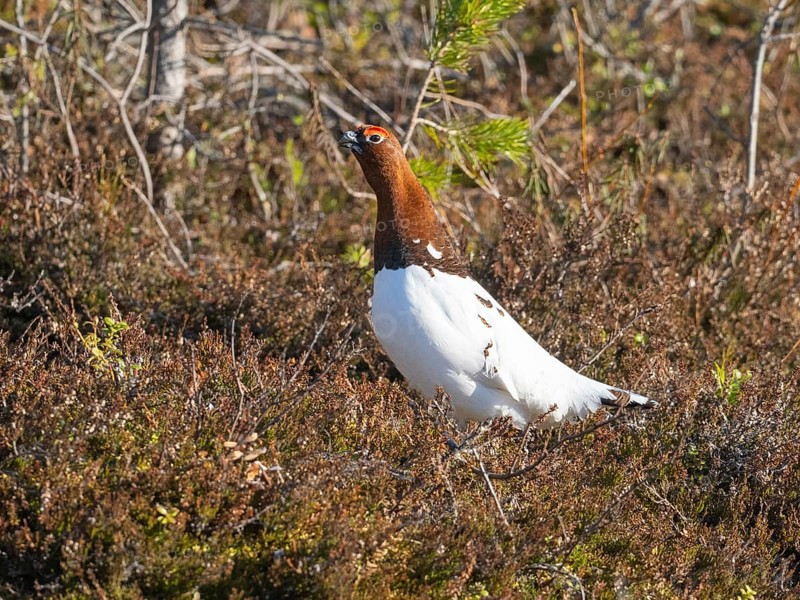 Willow ptarmigan (Lagopus lagopus) male, in summer plumage, calling, at edge of a wood, May, Finnish Lapland