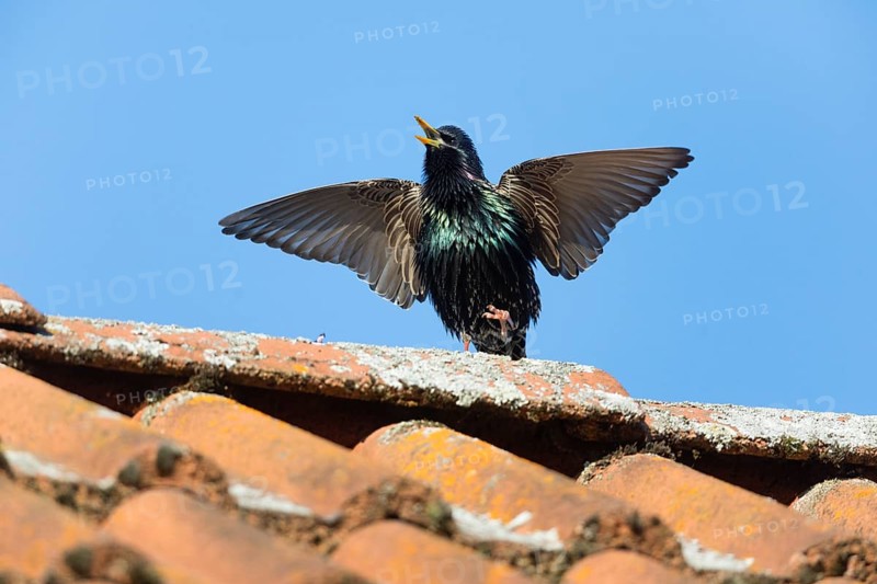 Common Starling (Sturnus vulgaris) adult male, in breeding plumage, singing and displaying on roof top, Hesse, Germany, Europe