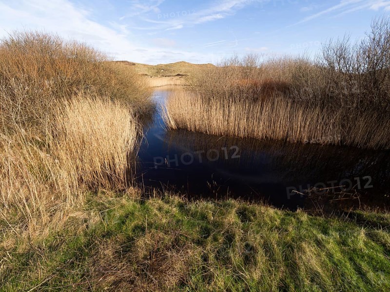 Natural waterways and lakes between sand dunes in nature park de Bollekammer, fringed with reeds and willow bushes, on the west coast, island of Texel, Holland
