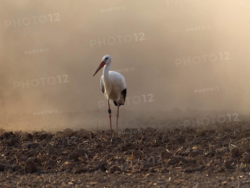 White stork (Ciconia ciconia), a bird foraging for food on a field, surrounded by dust from a tractor ploughing the field, Hesse, Germany, Europe