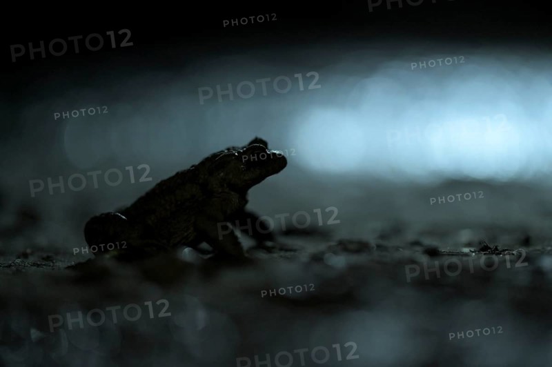 Common toad (Bufo bufo), single male, on the way to spawning waters, evening, toad migration, Bottrop, Ruhr area, North Rhine-Westphalia, Germany, Europe