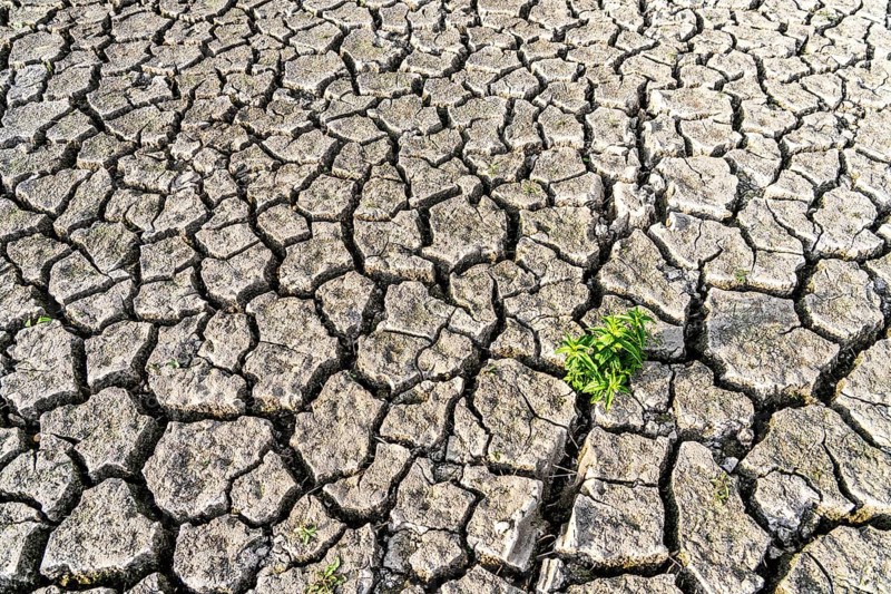 Dry soil, cracked, only a few weeds growing out of the ground, dried-up riverbed, in a side arm of the Rhine, near Duisburg