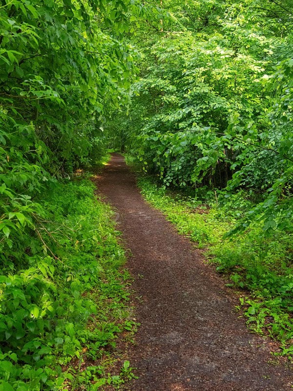 Woodland path, surrounded by fresh greenery, in springtime, Hesse, Germany, Europe