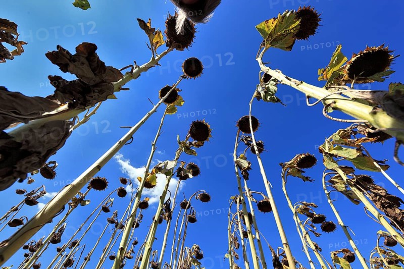 Romania, near Giurgiu in the south of the country, sunflowers ripe for the harvest, Europe
