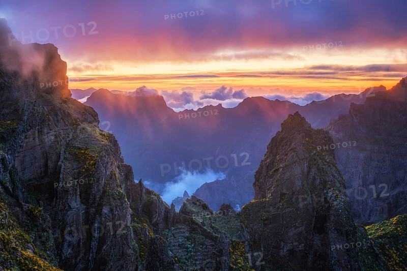 Mountains on sunset covered in fog and clouds with blooming Cytisus shrubs. Near Pico de Arieiro, Madeira island, Portugal, Europe