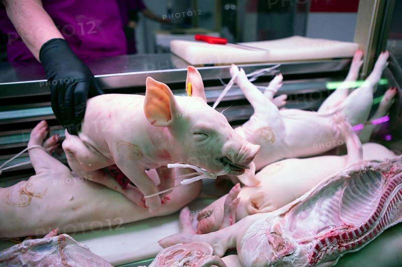 Whole piglet for sale at the Mercado Central, Salamanca, province of Salamanca, Castile and Leon, Spain, Europe