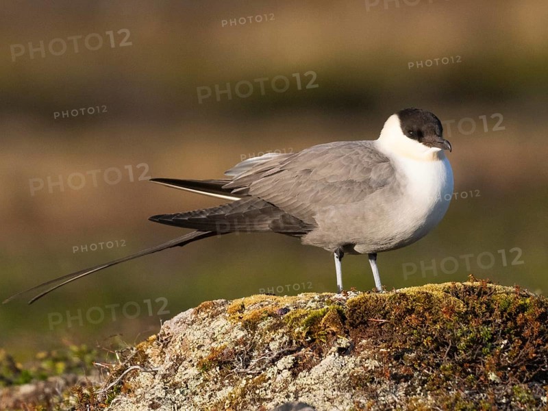 Long, tailed Skua (Stercorarius longicaudus), resting on a mossy mound, in the tundra, May, Varanger National Park, Varanger Fjord, Norway, Europe
