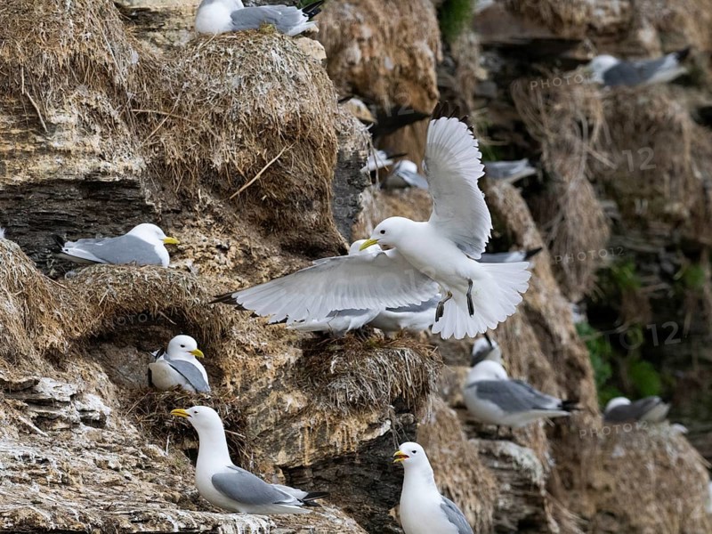 Black-legged kittiwake (Rissa tridactyla), adult bird flying into breeding colony on coastal cliffs of Arctic Ocean, May, Varanger Fjord, Norway, Europe