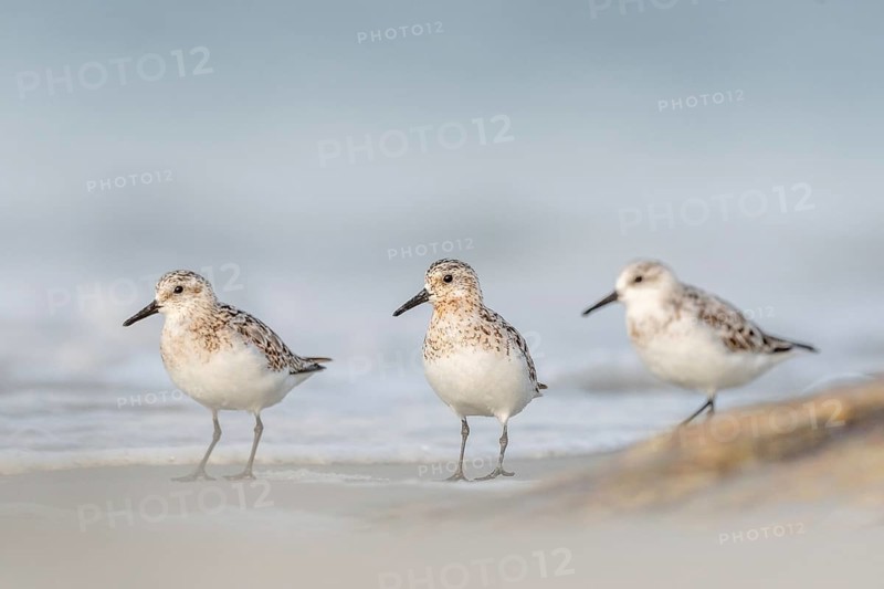 Sanderling (Calidris alba) feeding on a beach. Camaret sur mer, Crozon, Finistere, Brittany, France, Europe