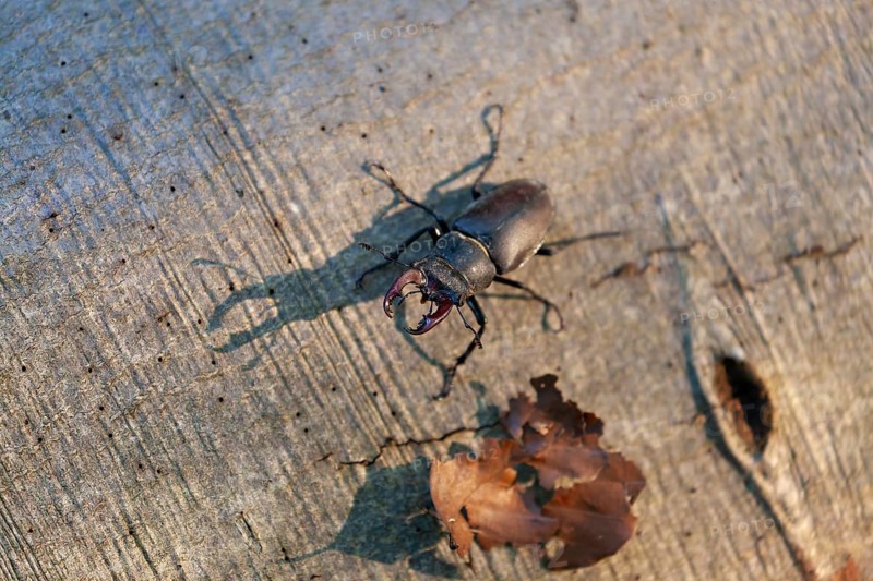 Stag beetle in the evening light with shadow on a beech tree. Swabian foothills