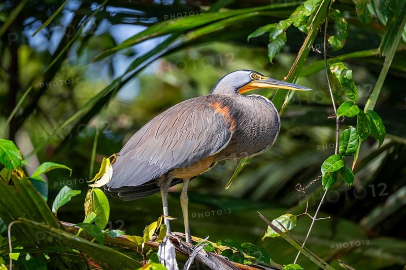 Bare-throated tiger heron (Tigrisoma mexicanum) in a tree, Tortuguero National Park, Costa Rica, Central America