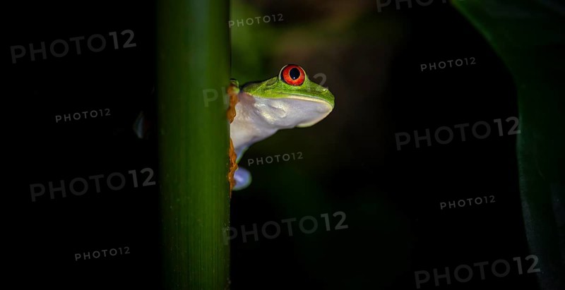 Red-eyed tree frog (Agalychnis callidryas) on a leaf, macro photograph, black background, Tortuguero National Park, Costa Rica, Central America