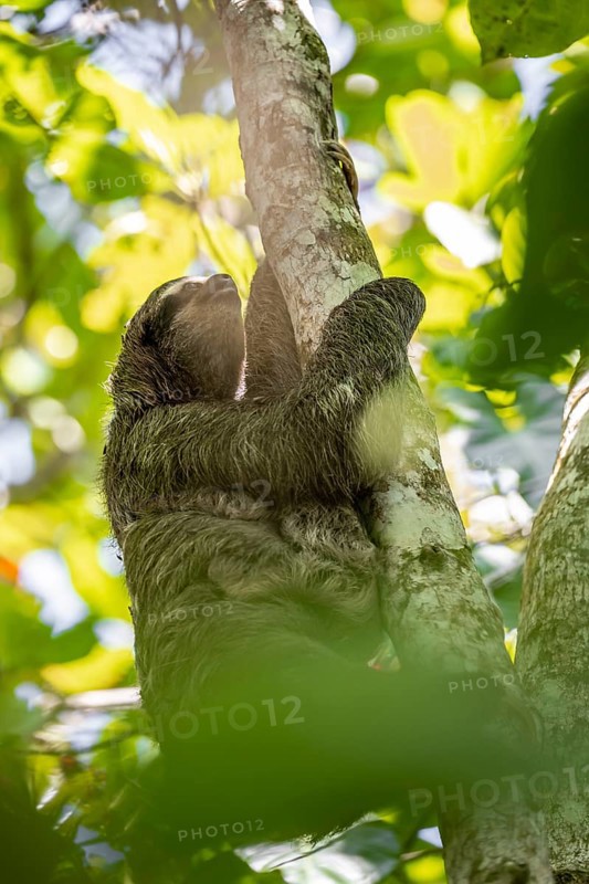Brown-throated sloth (Bradypus variegatus) climbing a tree, Cahuita National Park, Costa Rica, Central America
