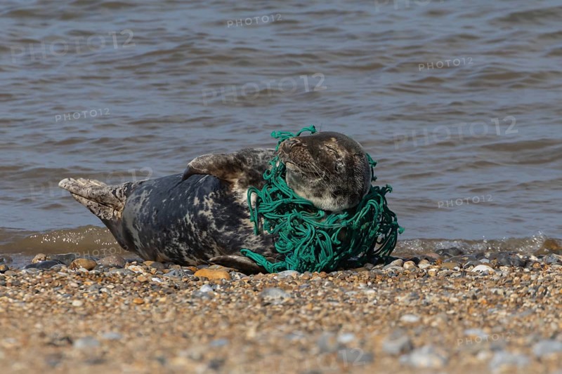Grey seal (Halichoerus grypus) adult animal sleeping on a beach with netting wrapped around its body, Norfolk, England, United Kingdom, Europe