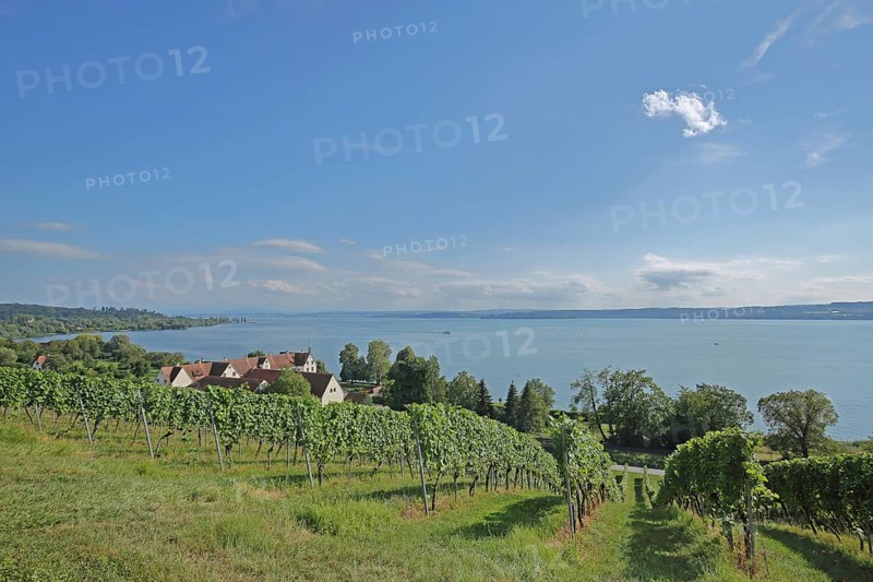 View of Birnau with vineyards, Landscape, View, Lake, Birnau, Uhldingen-Mühlhofen, Obersee, Lake Constance, Lake Constance area, Baden-Württemberg, Germany, Europe