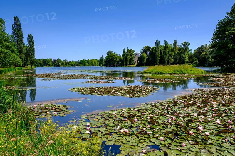 Water lily pond, Dessau-Wörlitz Garden Kingdom, Wörlitz Park, UNESCO World Heritage Garden Kingdom of Dessau-Wörlitz, Dessau, Saxony-Anhalt, Germany, Europe
