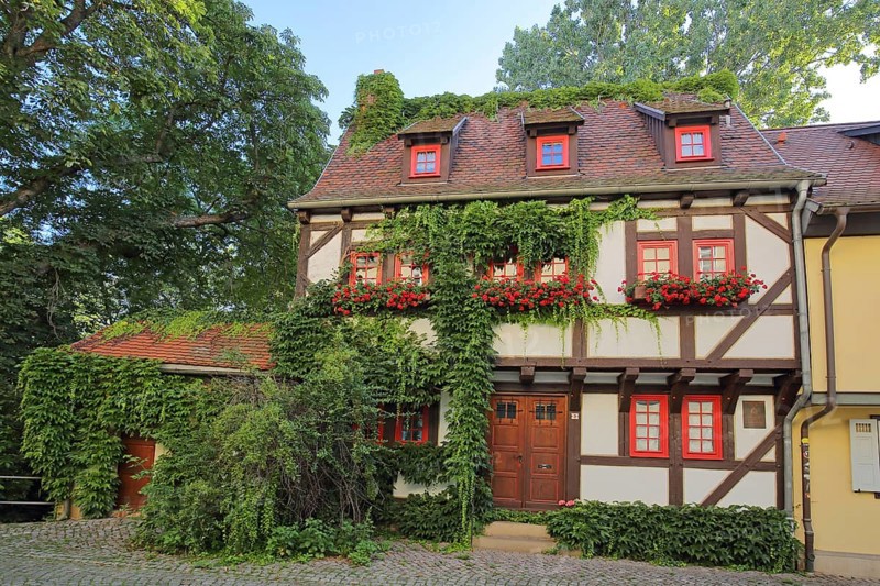 Red half-timbered house overgrown with ivy, overgrown, red, plant growth, idyll, Kreuzsand, Erfurt, Thuringia, Germany, Europe