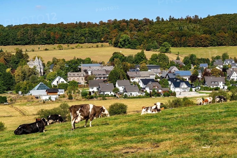 Cattle pasture near the village of Gevelinghausen, dairy cows grazing in a meadow, landscape in Sauerland, Hochsauerlandkreis, North Rhine-Westphalia, Germany, Europe
