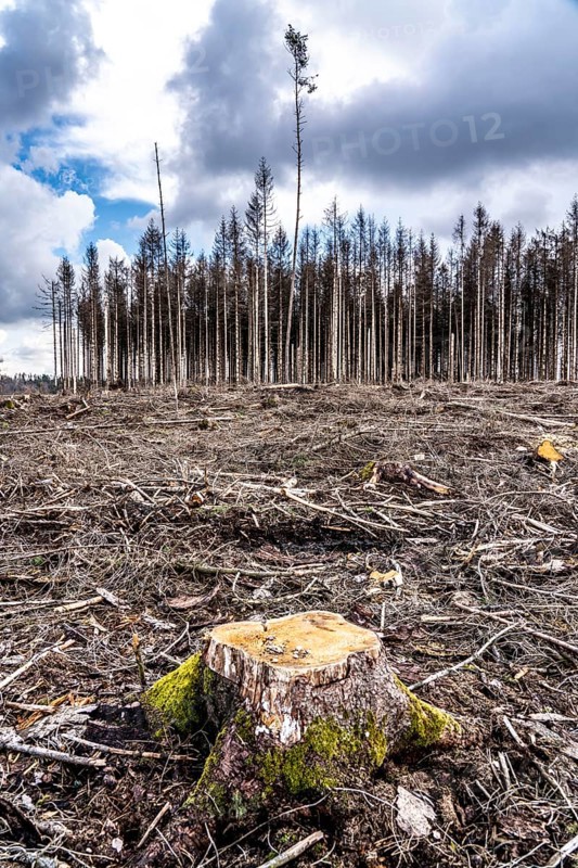 Cleared forest in the Arnsberg Forest near Warstein-Sichtigvor, Soest district, site of a spruce forest that had died and was felled due to heavy bark beetle infestation, North Rhine-Westphalia, Germany, Europe
